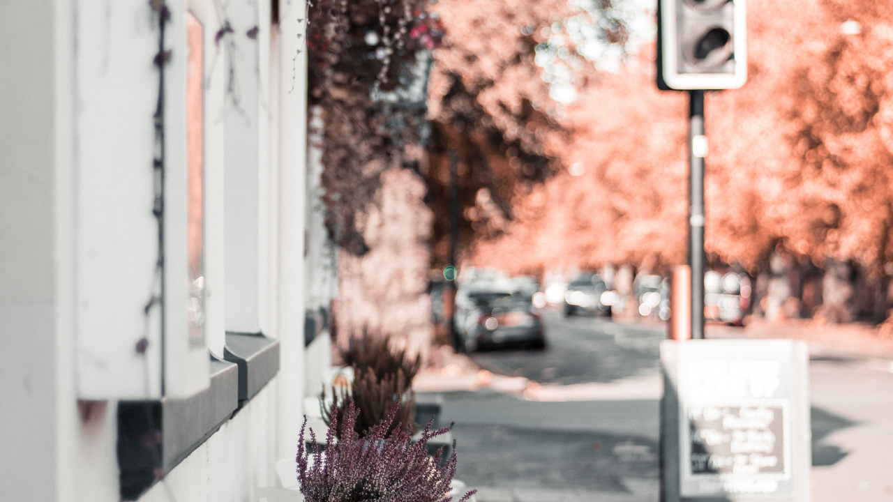 红色的, 粉红色, 房间, 弹簧, 木本植物 壁纸 1280x720 允许