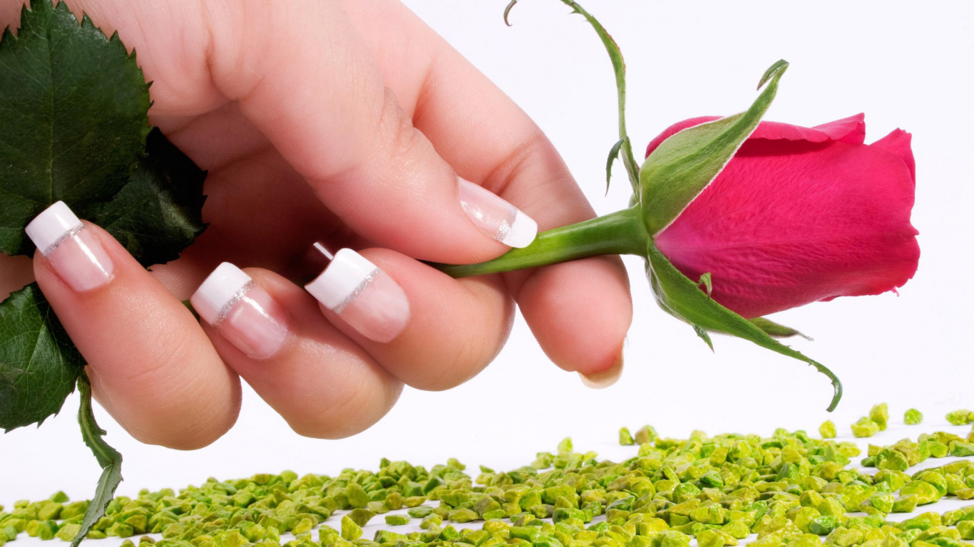 Personne Tenant Une Fleur Rose Rouge. Wallpaper in 1366x768 Resolution