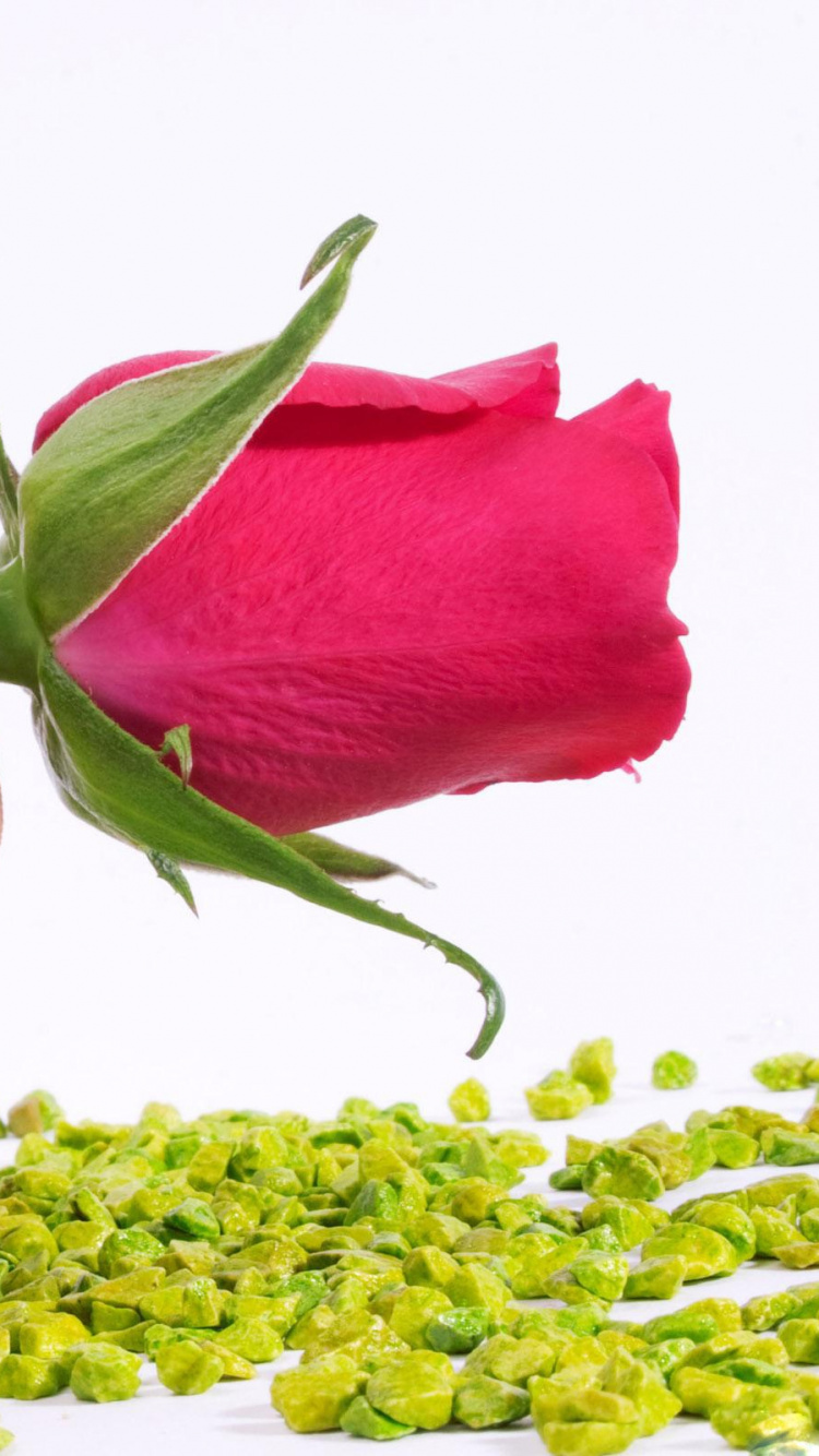 Person Holding Red Rose Flower. Wallpaper in 750x1334 Resolution