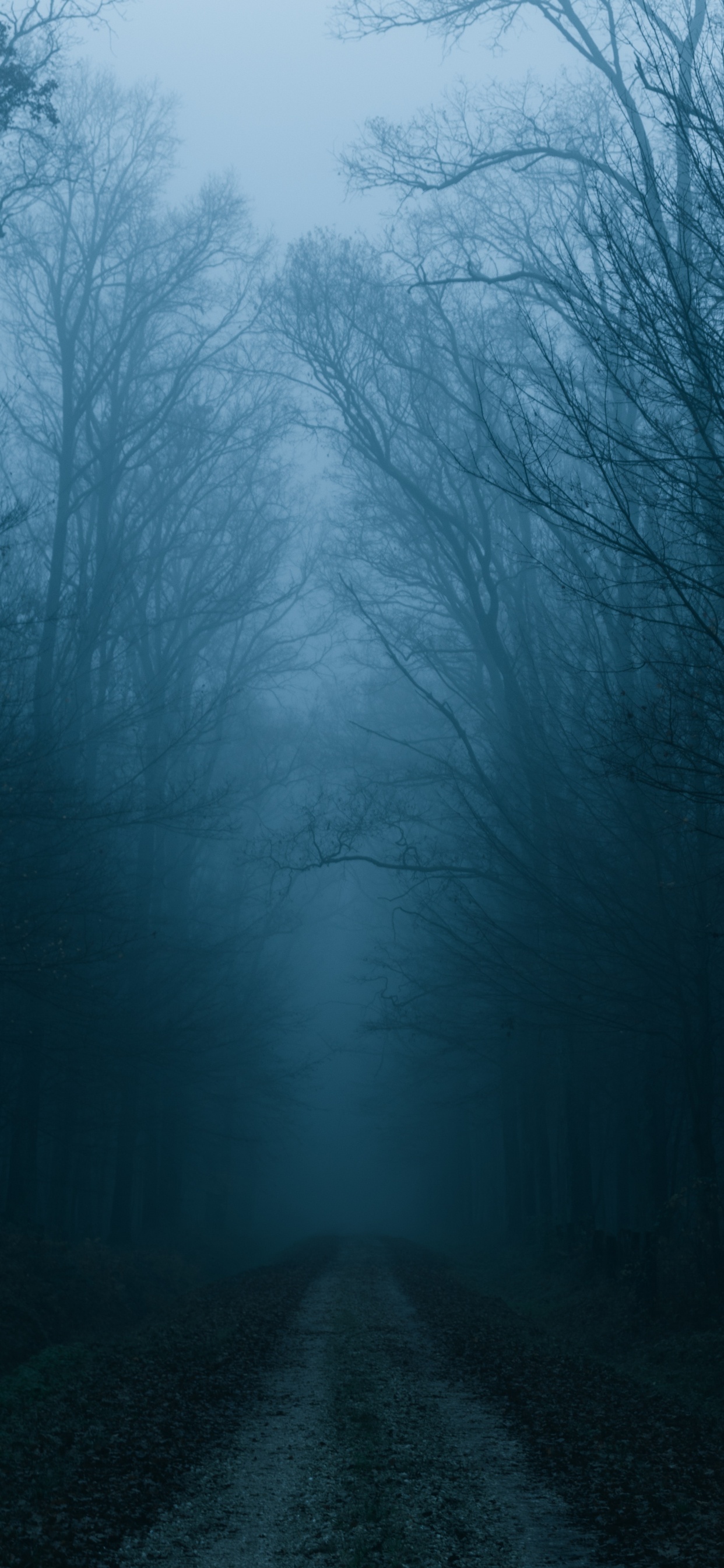 Bruma, Naturaleza, Paisaje Natural, Niebla, Ambiente. Wallpaper in 1242x2688 Resolution