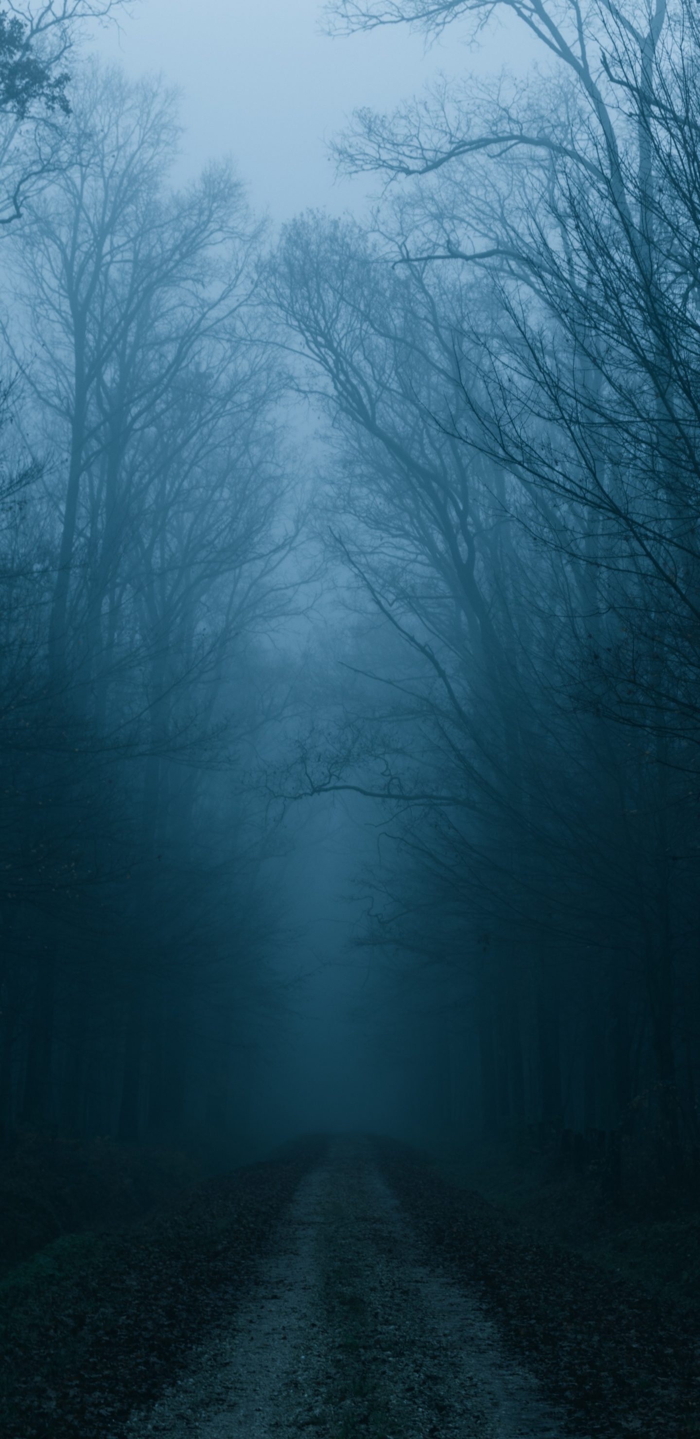 Bruma, Naturaleza, Paisaje Natural, Niebla, Ambiente. Wallpaper in 1440x2960 Resolution