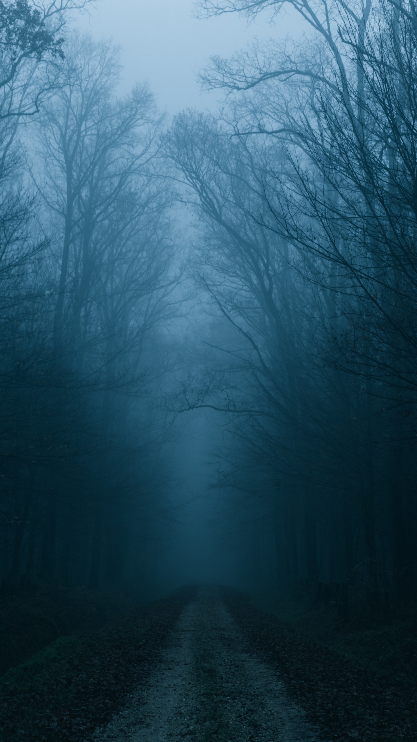 Fog, Cloud, Nature, Natural Landscape, Mist. Wallpaper in 1440x2560 Resolution