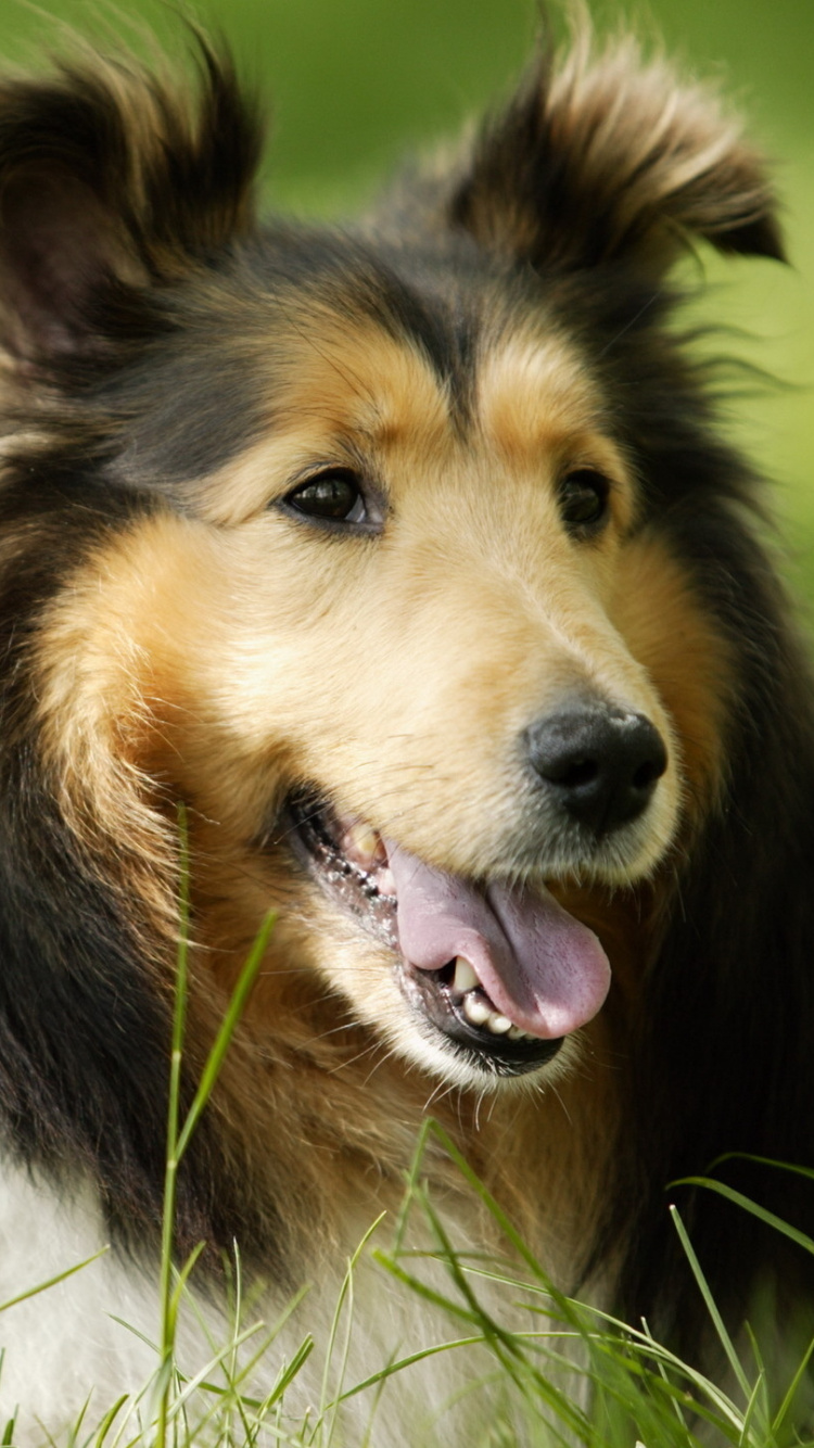 Collie Áspero Marrón Blanco y Negro. Wallpaper in 750x1334 Resolution