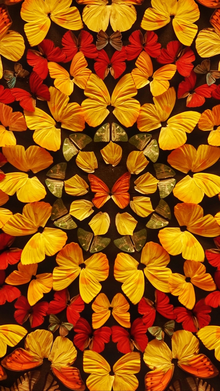 Amber, Leaf, Butterfly, Orange, Botany. Wallpaper in 720x1280 Resolution