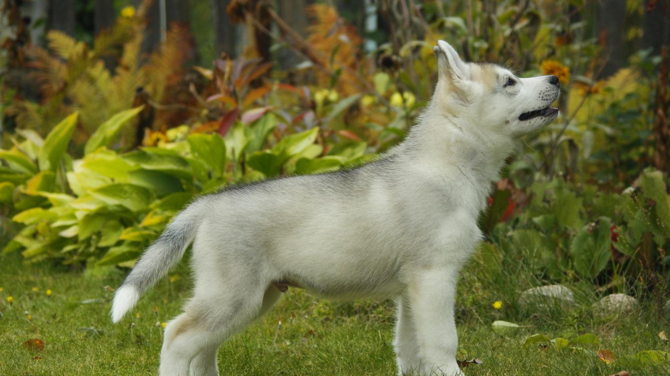 White Siberian Husky Puppy on Green Grass Field During Daytime. Wallpaper in 1366x768 Resolution