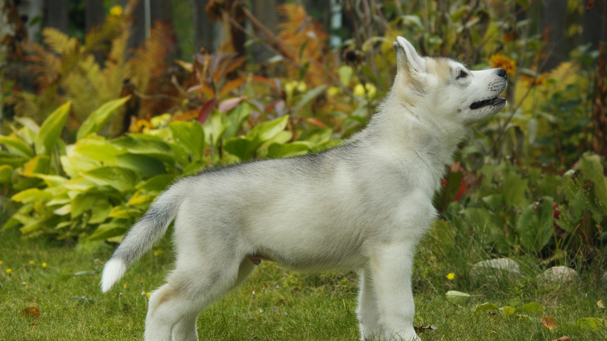 White Siberian Husky Puppy on Green Grass Field During Daytime. Wallpaper in 2560x1440 Resolution