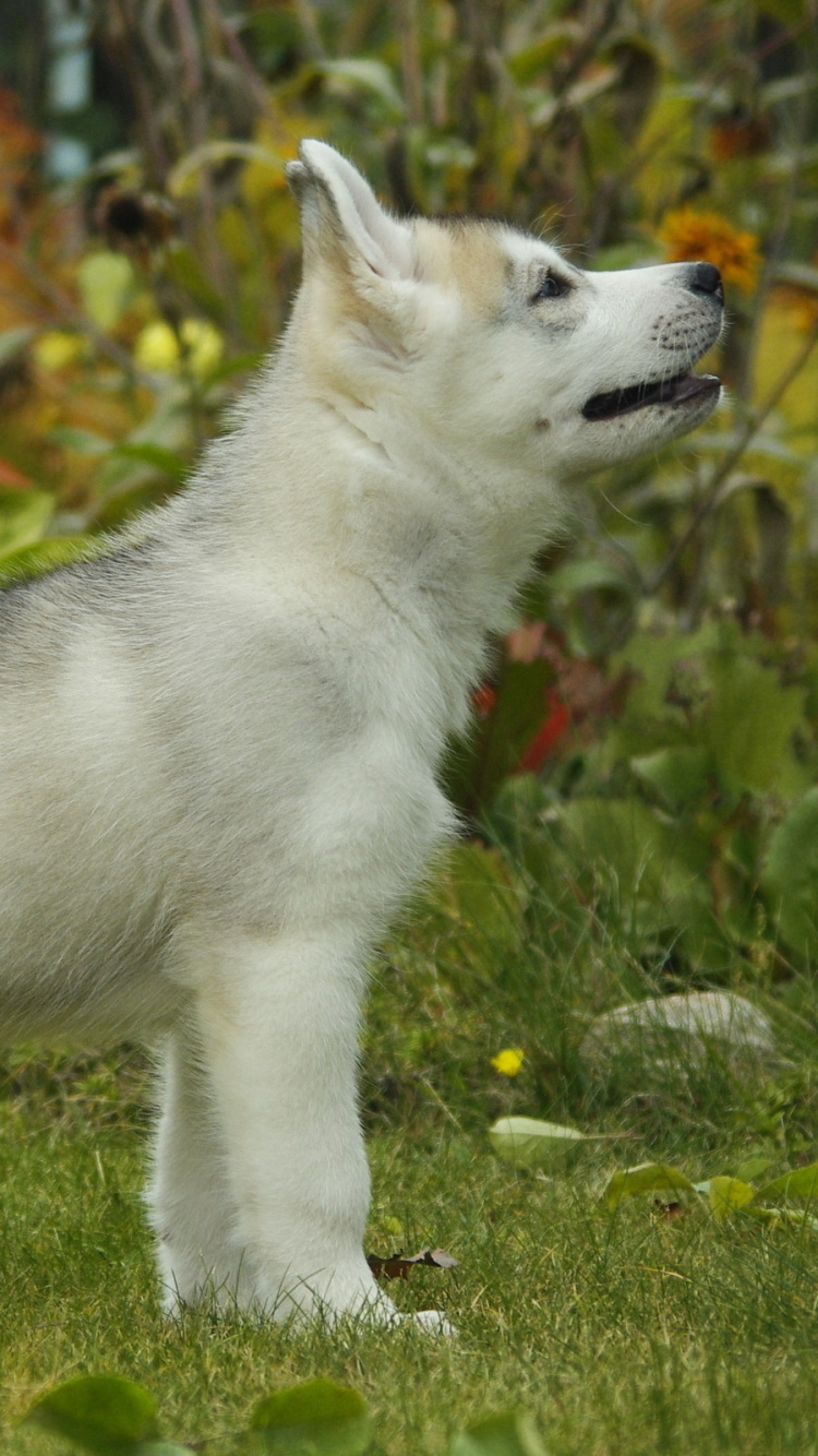 White Siberian Husky Puppy on Green Grass Field During Daytime. Wallpaper in 750x1334 Resolution