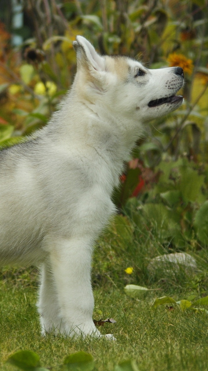 Cachorro de Husky Siberiano Blanco en Campo de Hierba Verde Durante el Día. Wallpaper in 720x1280 Resolution