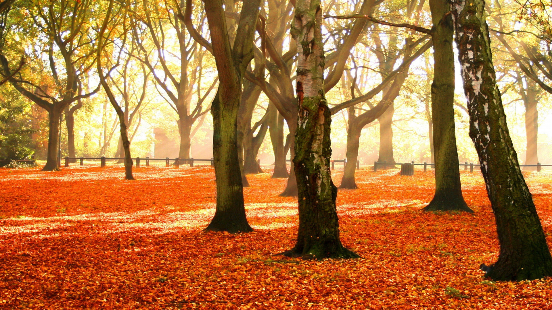 Arbres Bruns et Verts Sur Des Feuilles Brunes. Wallpaper in 1920x1080 Resolution