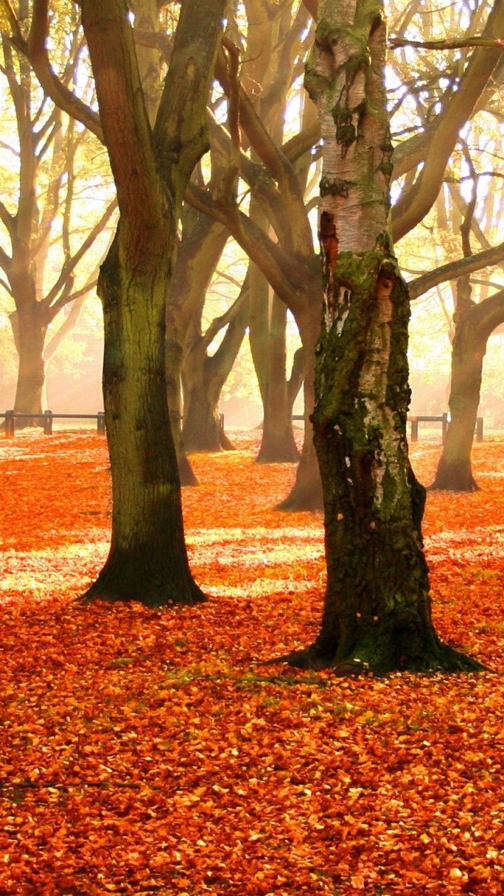 Arbres Bruns et Verts Sur Des Feuilles Brunes. Wallpaper in 720x1280 Resolution