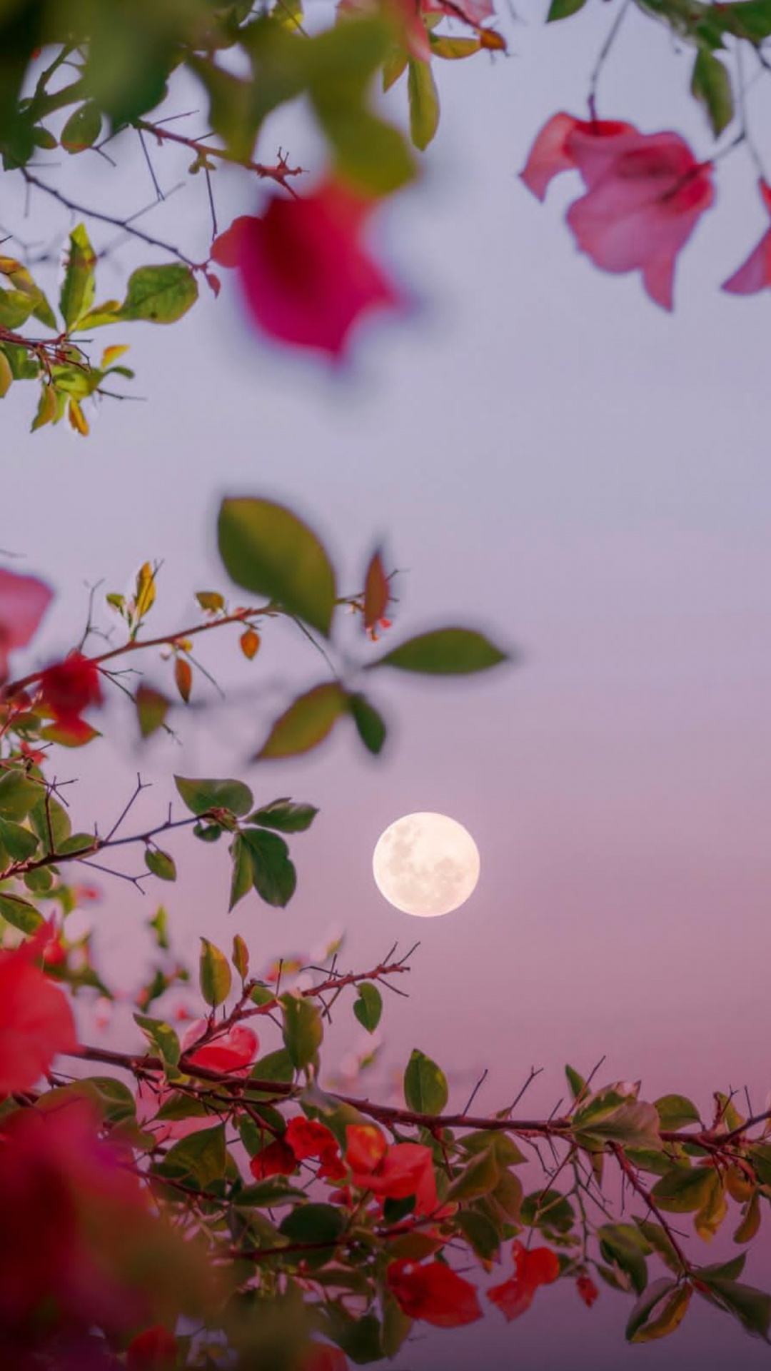 Facebook, Nacht, Webbrowser, Blog, Abend. Wallpaper in 1080x1920 Resolution