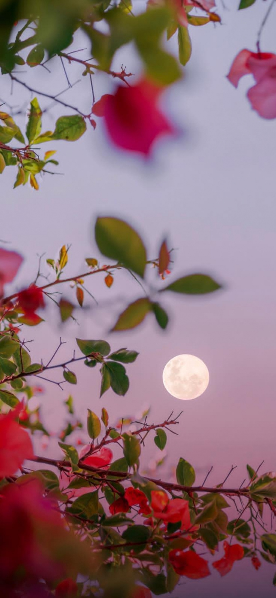 Facebook, Nacht, Webbrowser, Blog, Abend. Wallpaper in 1125x2436 Resolution