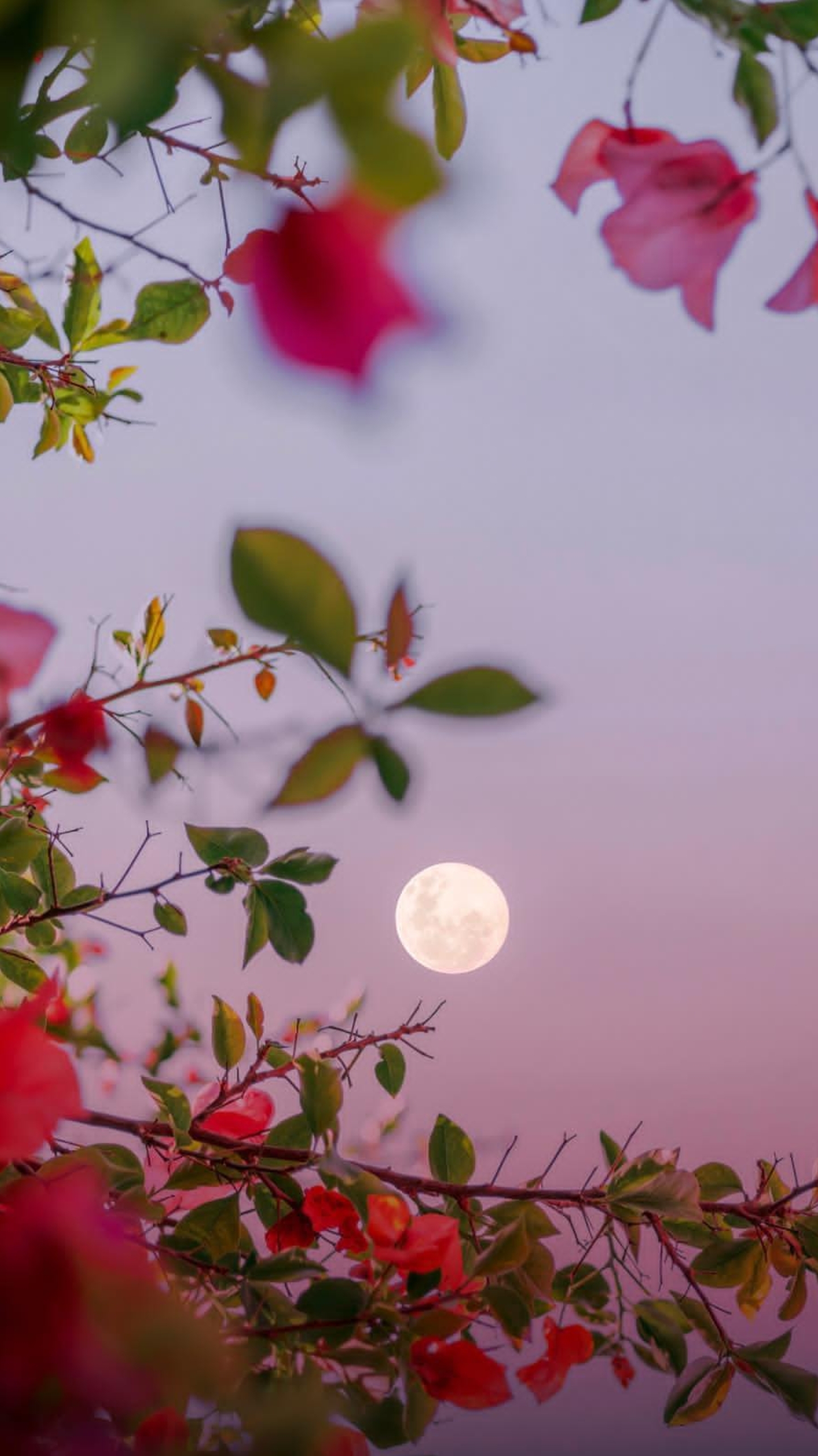 Facebook, Nacht, Webbrowser, Blog, Abend. Wallpaper in 1440x2560 Resolution