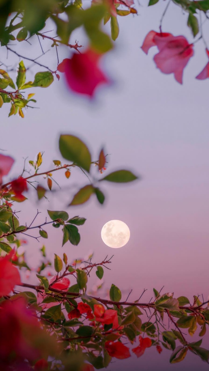 Facebook, Night, Web Browser, Blog, Evening. Wallpaper in 720x1280 Resolution