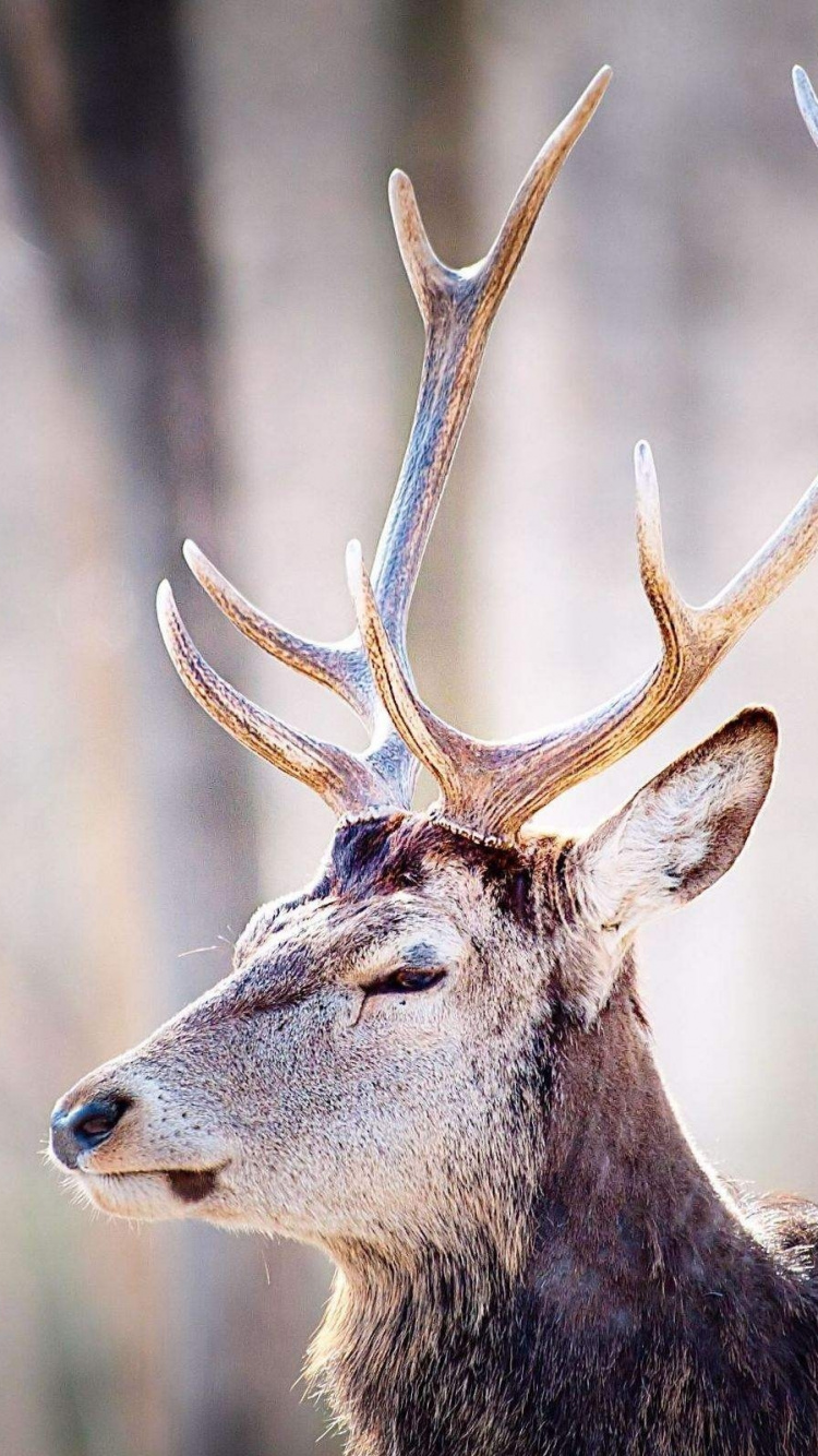 Brown Deer in Tilt Shift Lens. Wallpaper in 750x1334 Resolution