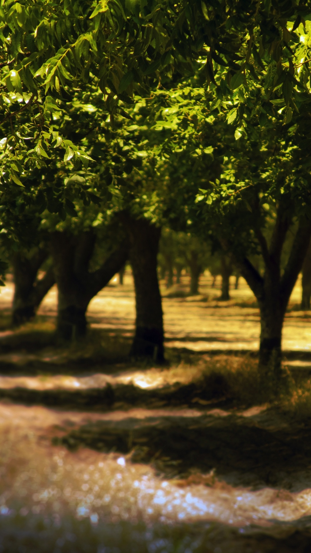 Green Leaf Tree on Brown Soil. Wallpaper in 1080x1920 Resolution