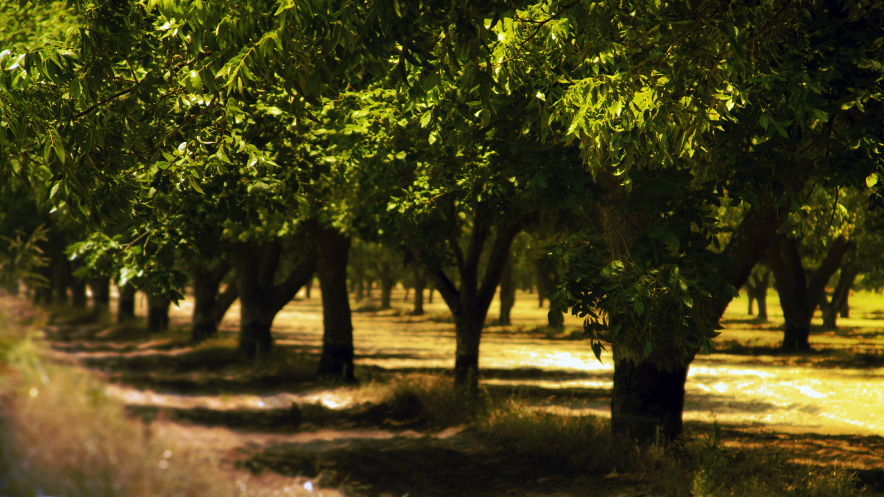 Green Leaf Tree on Brown Soil. Wallpaper in 1280x720 Resolution