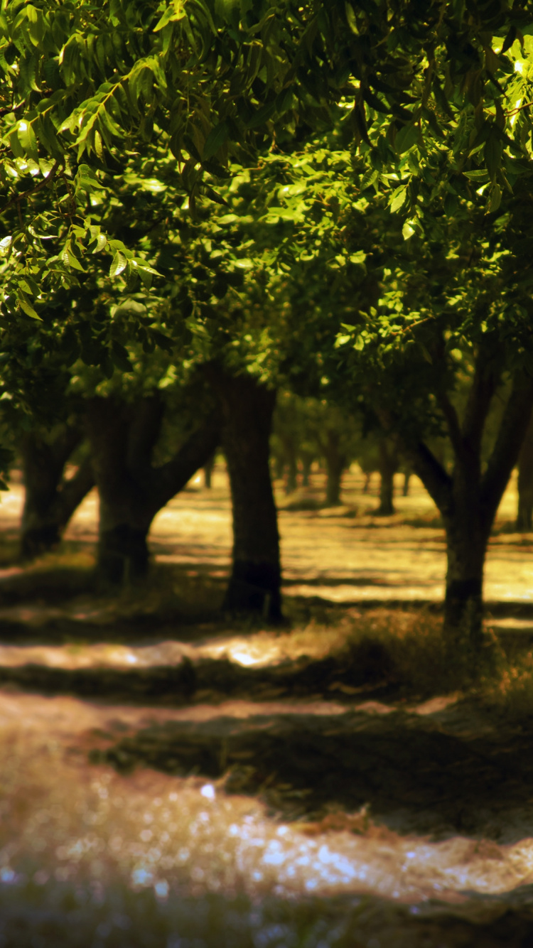 Green Leaf Tree on Brown Soil. Wallpaper in 750x1334 Resolution