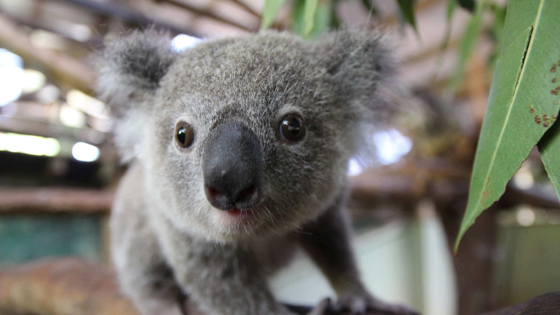 Koala, Cuteness, Terrestrial Animal, Marsupial, Snout. Wallpaper in 1920x1080 Resolution