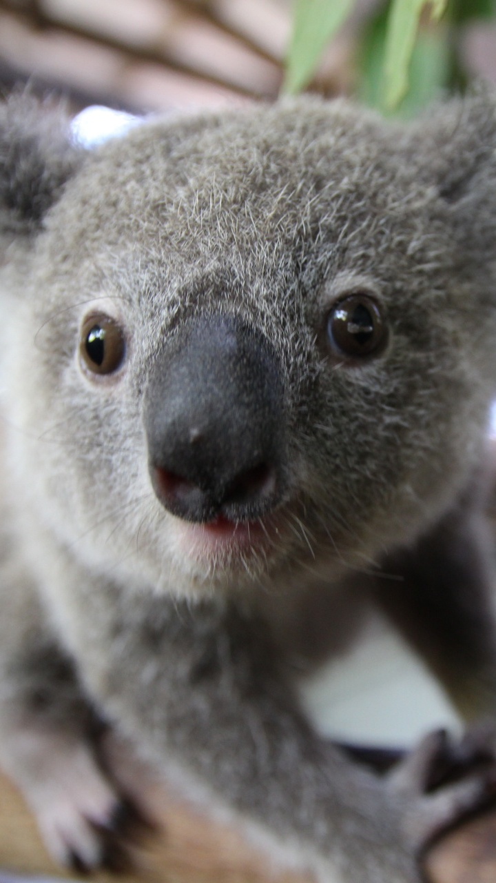 Koala, la Gentillesse, Pour Les Animaux Terrestres, Marsupial, Wombat. Wallpaper in 720x1280 Resolution