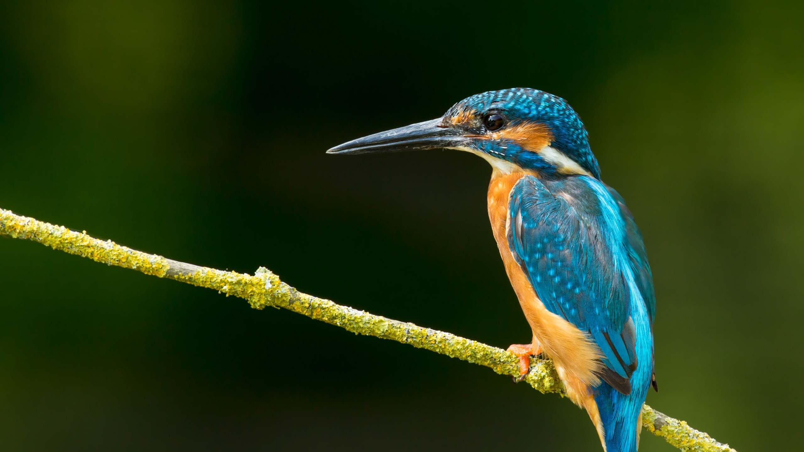 Blauer Und Brauner Vogel Auf Braunem Ast. Wallpaper in 2560x1440 Resolution