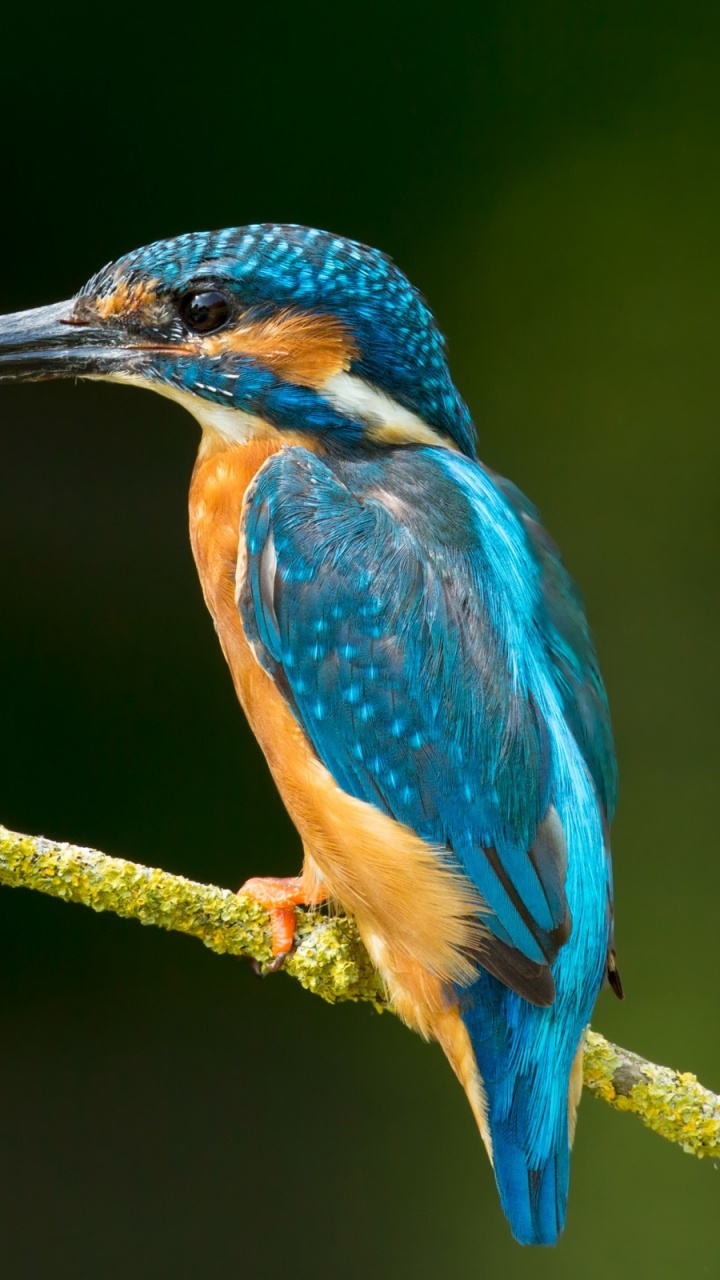 Blauer Und Brauner Vogel Auf Braunem Ast. Wallpaper in 720x1280 Resolution