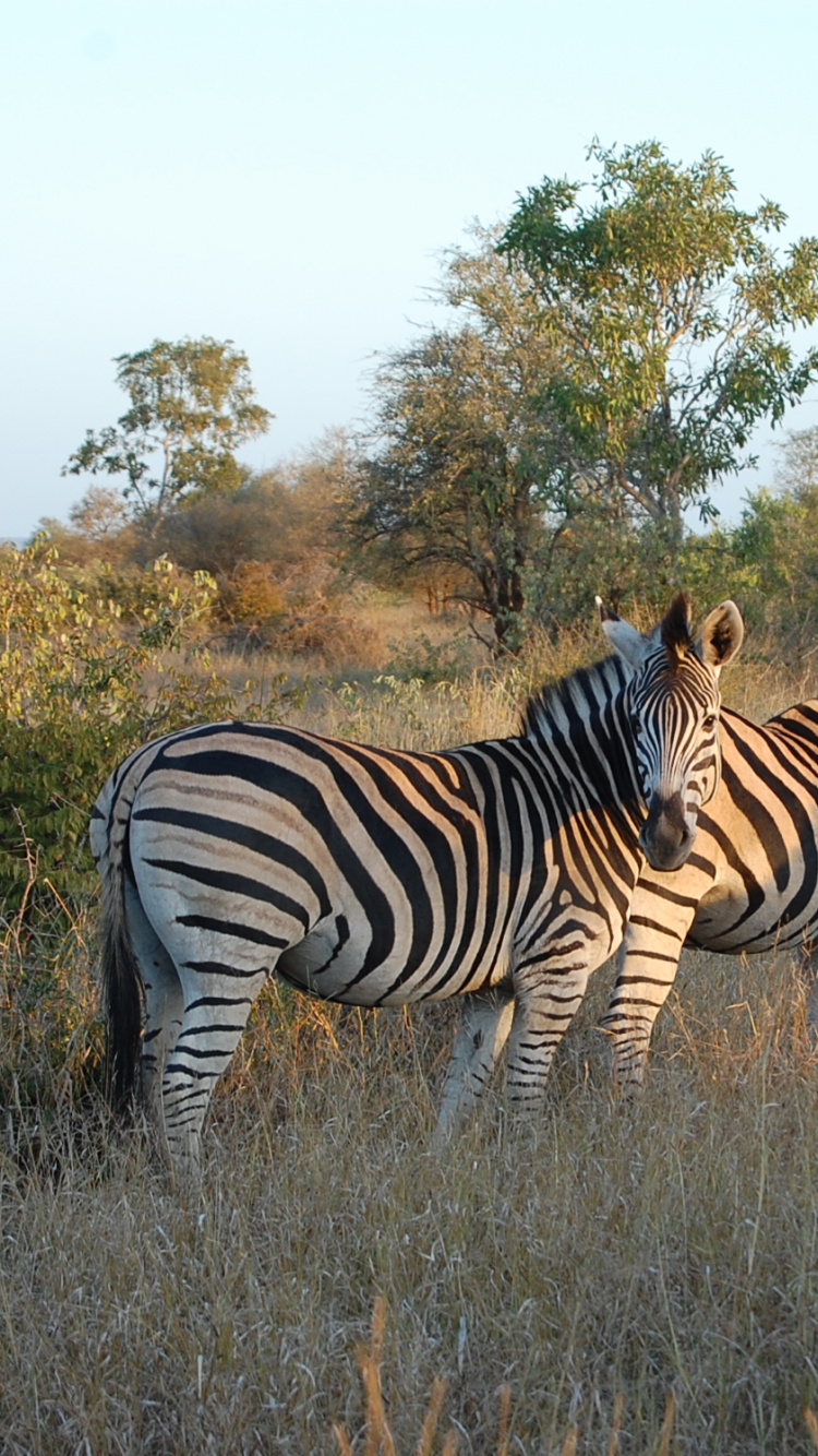 Zebra Debout Sur un Terrain D'herbe Brune Pendant la Journée. Wallpaper in 750x1334 Resolution