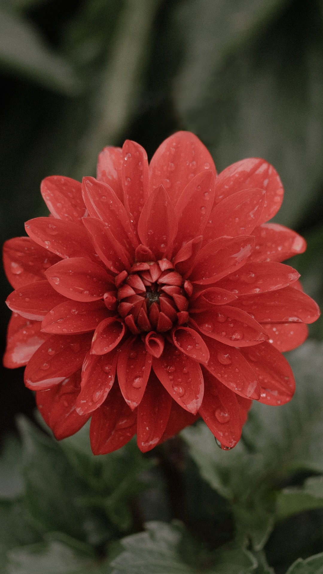 Bouquet de Fleurs, Fleuriste, Roses, Design Floral, Xiaomi. Wallpaper in 1080x1920 Resolution