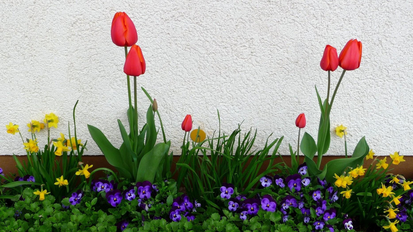 Red Tulips Beside White Wall. Wallpaper in 1366x768 Resolution
