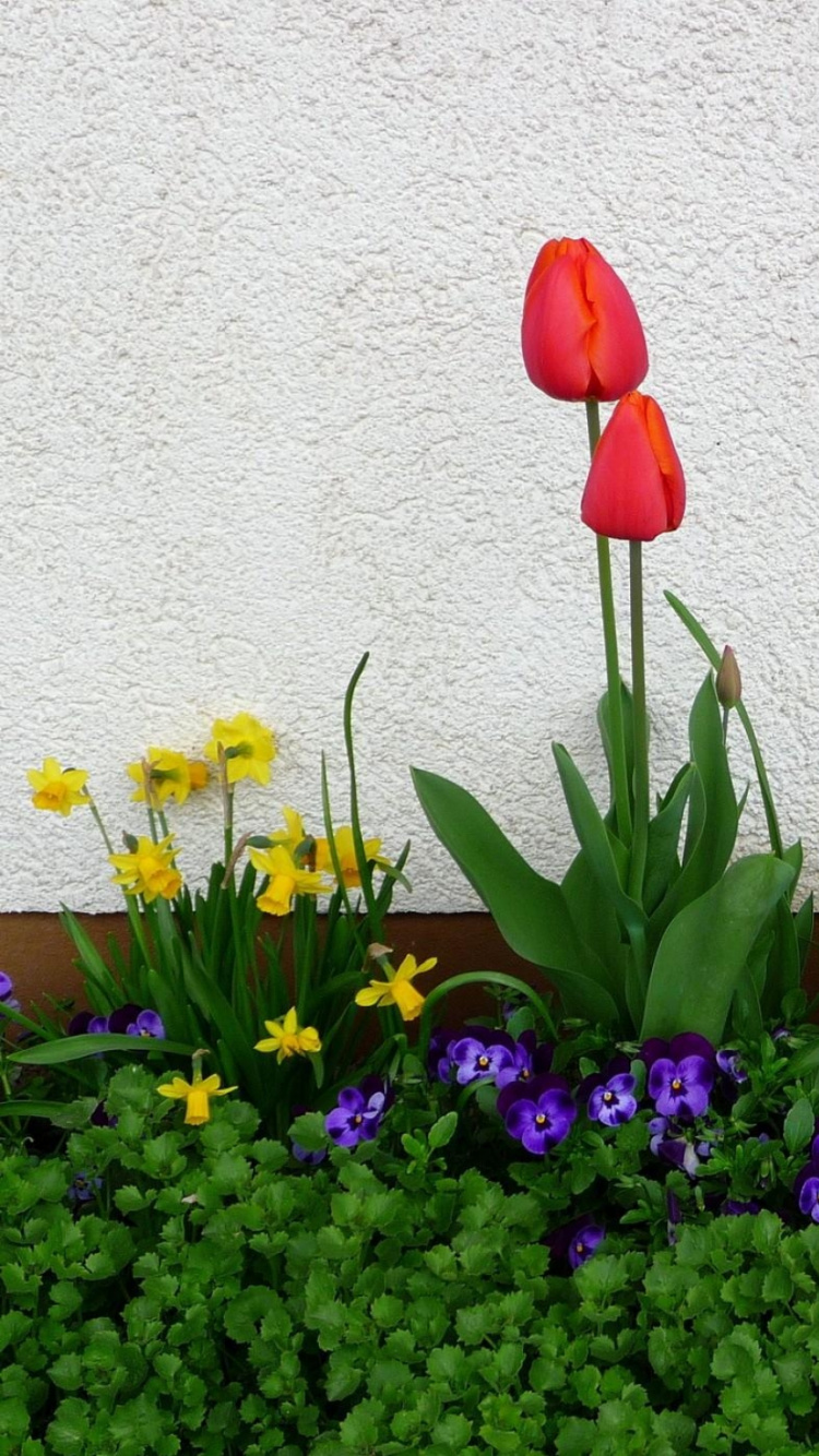 Red Tulips Beside White Wall. Wallpaper in 750x1334 Resolution
