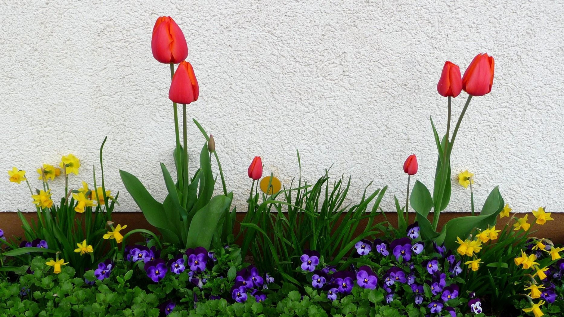 Tulipanes Rojos Junto a la Pared Blanca. Wallpaper in 1920x1080 Resolution