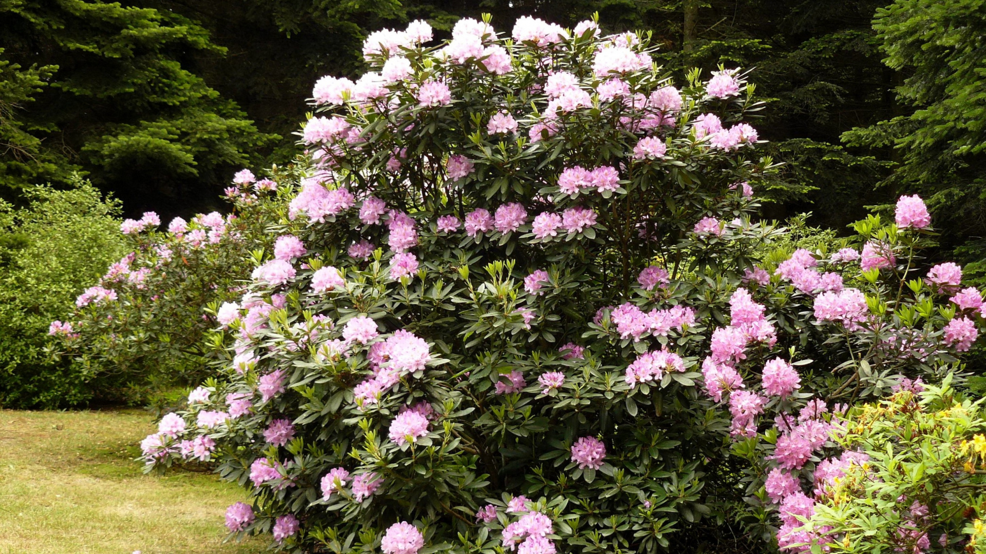 杜鹃花, 显花植物, 木本植物, Subshrub, 弹簧 壁纸 1920x1080 允许