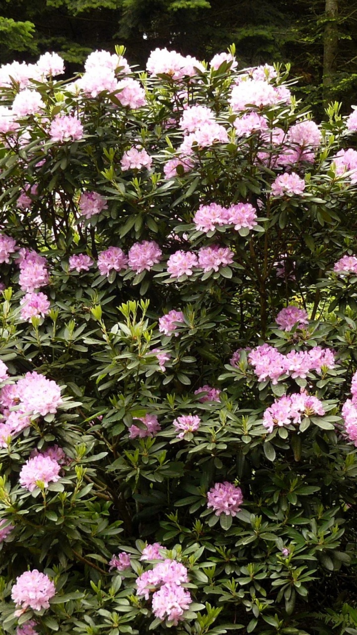 Lila Blumen Auf Grüner Wiese. Wallpaper in 720x1280 Resolution