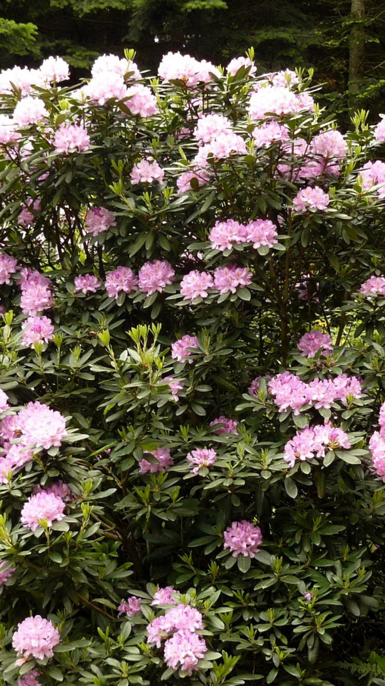 Fleurs Violettes Sur Champ D'herbe Verte. Wallpaper in 750x1334 Resolution