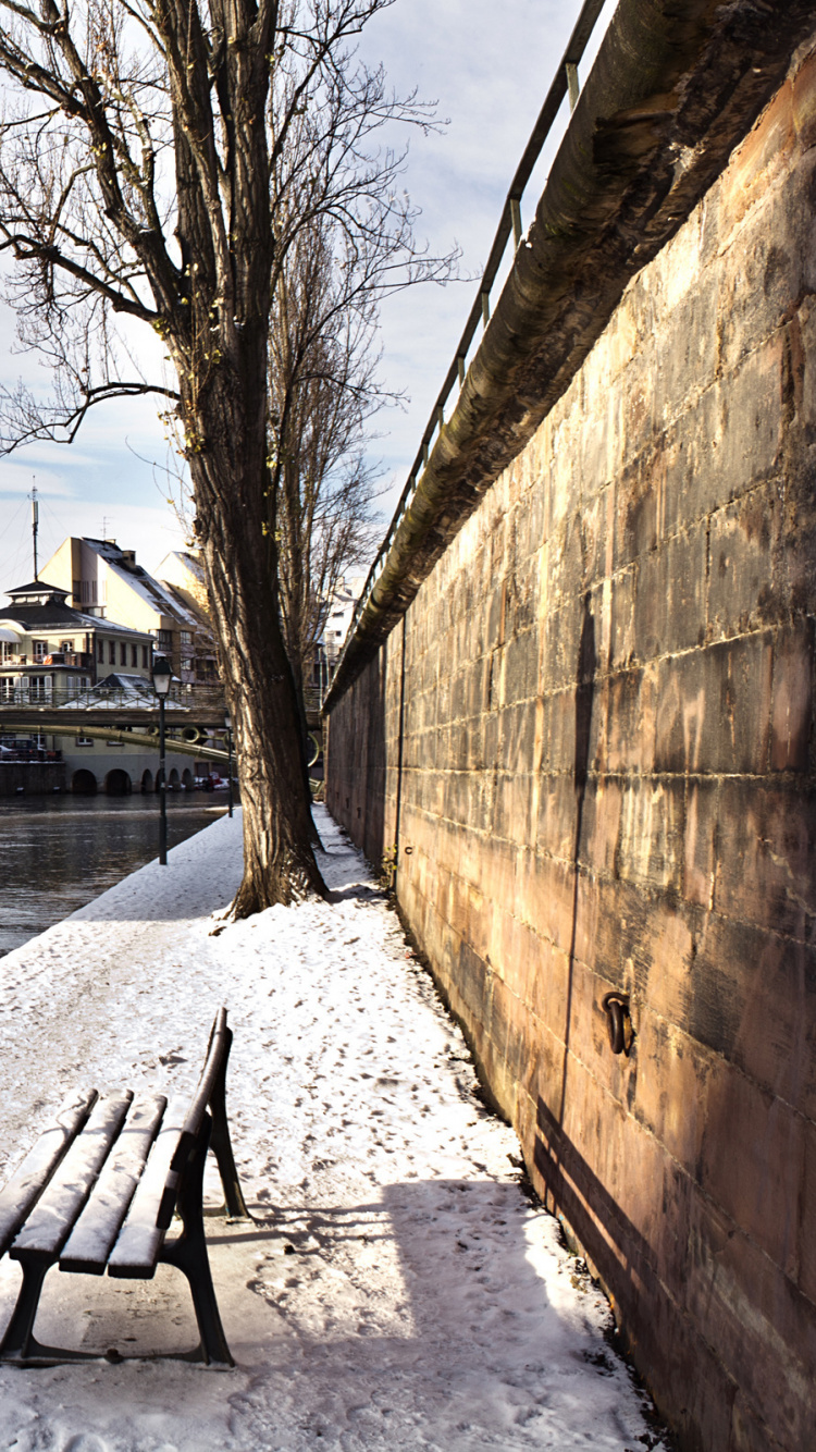 Arbre nu Brun Près du Plan D'eau Pendant la Journée. Wallpaper in 750x1334 Resolution