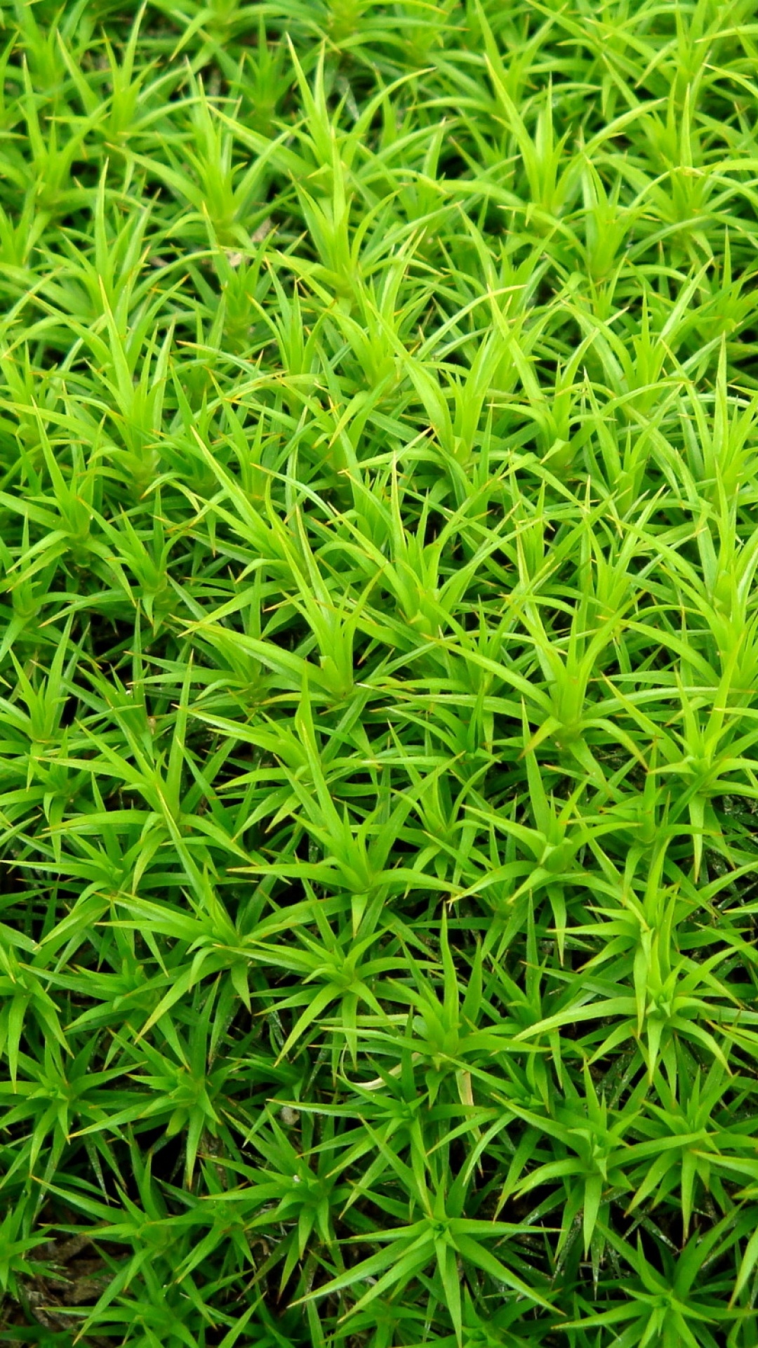 草, 血管植物, 地被, 草家庭, 草药 壁纸 1080x1920 允许