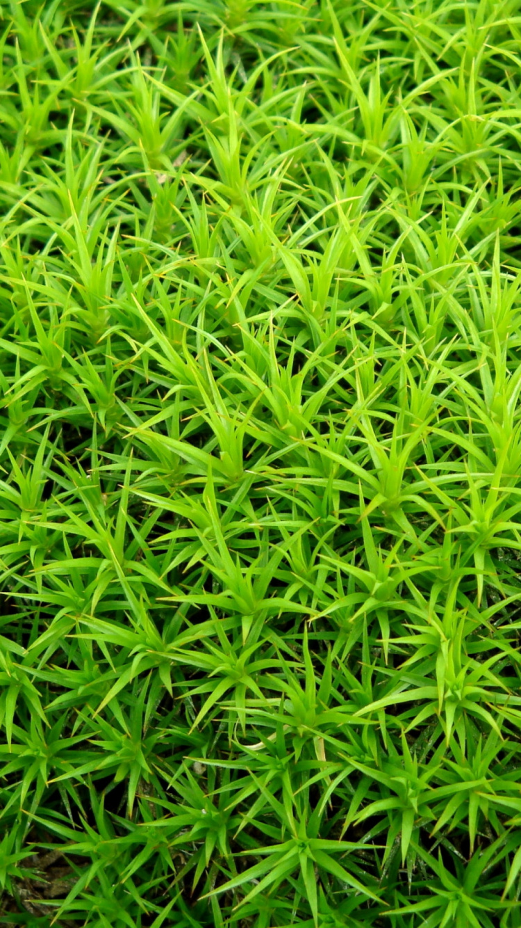 Tagsüber Grüne Wiese. Wallpaper in 750x1334 Resolution