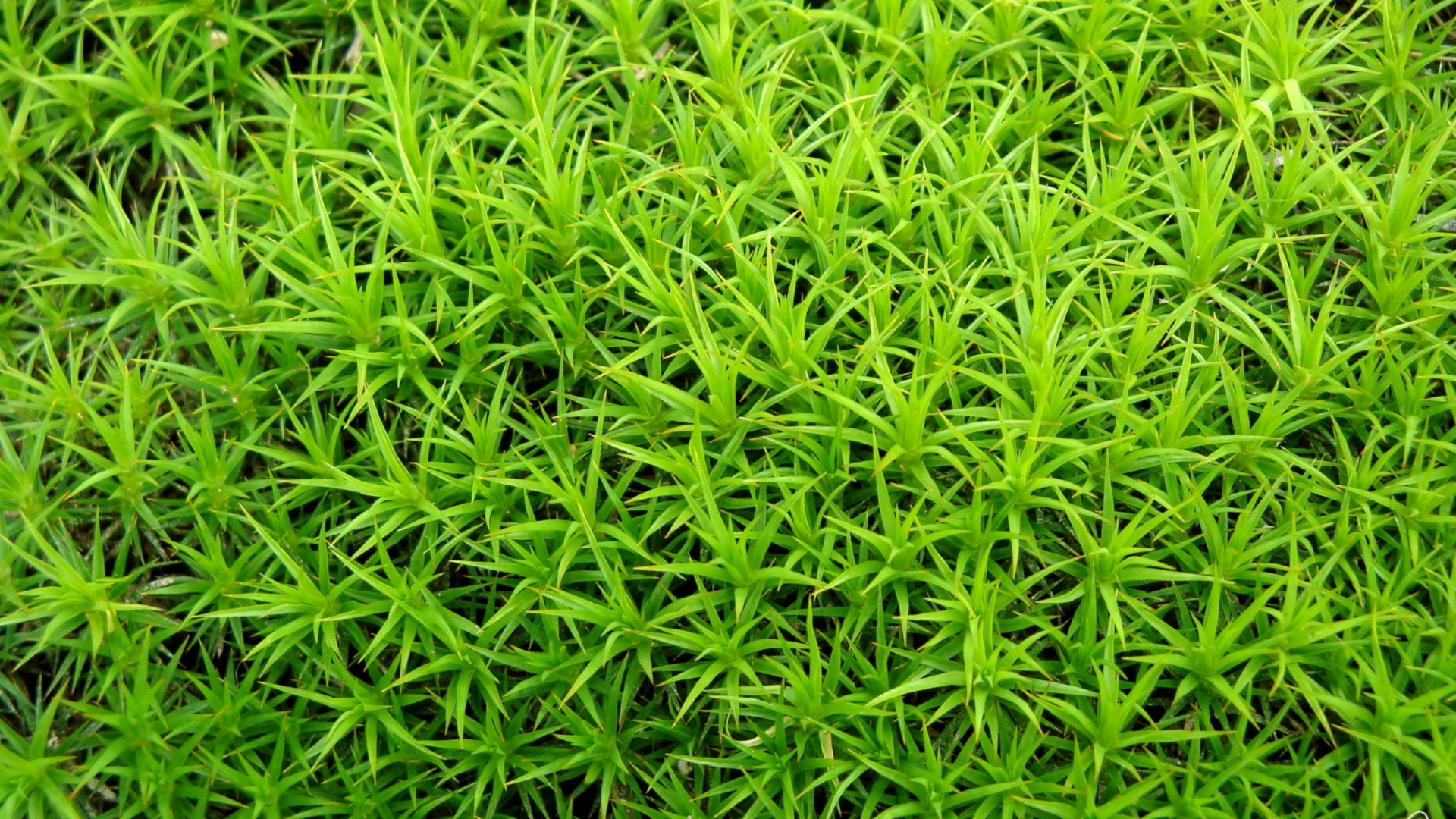 Campo de Hierba Verde Durante el Día. Wallpaper in 1920x1080 Resolution