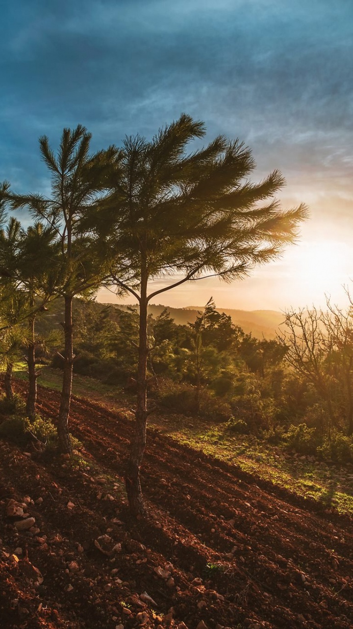 Arbres Verts Sous Ciel Bleu Pendant la Journée. Wallpaper in 720x1280 Resolution