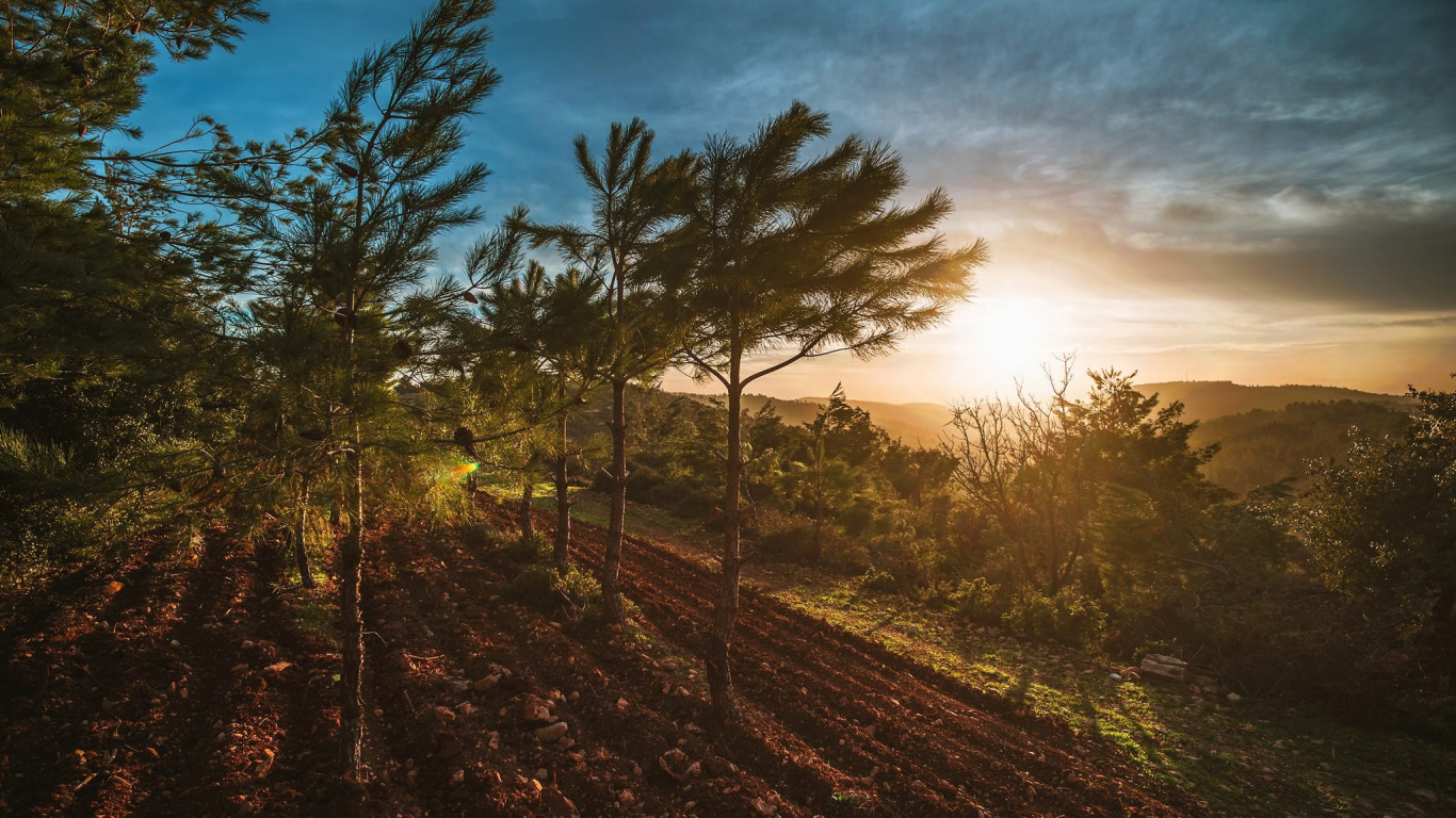 Green Trees Under Blue Sky During Daytime. Wallpaper in 1366x768 Resolution