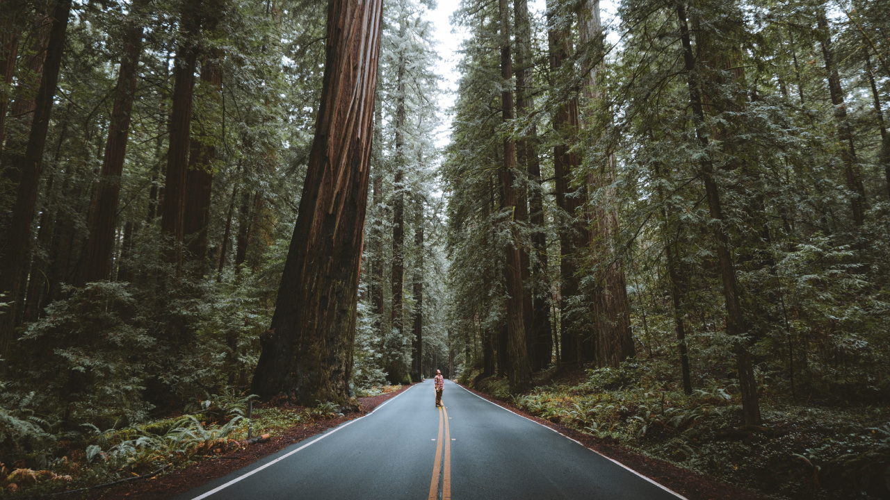 Road, Forest, Tree, Bigtree, Natural Landscape. Wallpaper in 1280x720 Resolution