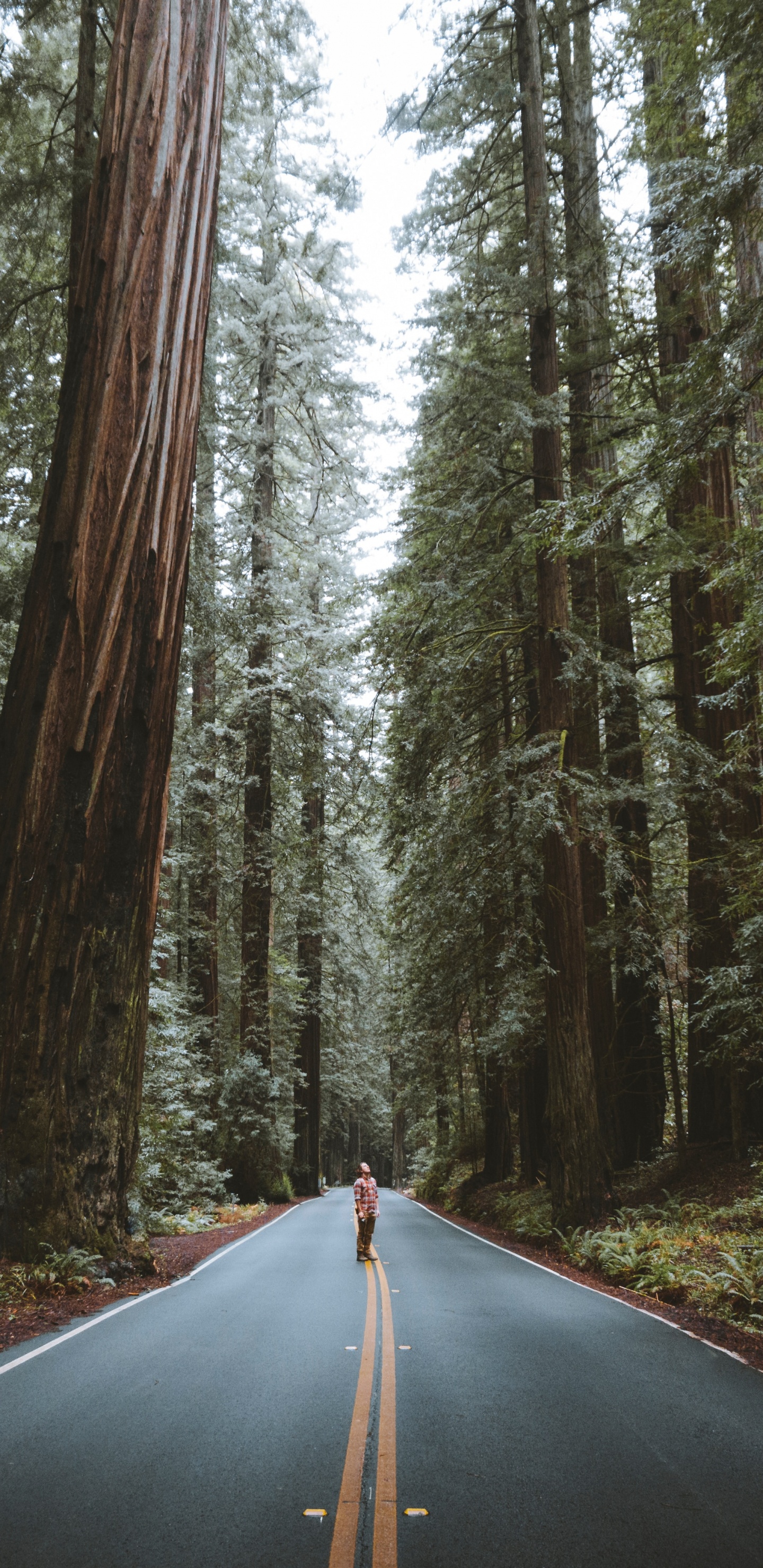 Road, Forest, Tree, Bigtree, Natural Landscape. Wallpaper in 1440x2960 Resolution