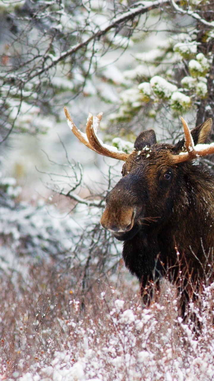 Brown and Black Animal on Forest During Daytime. Wallpaper in 720x1280 Resolution