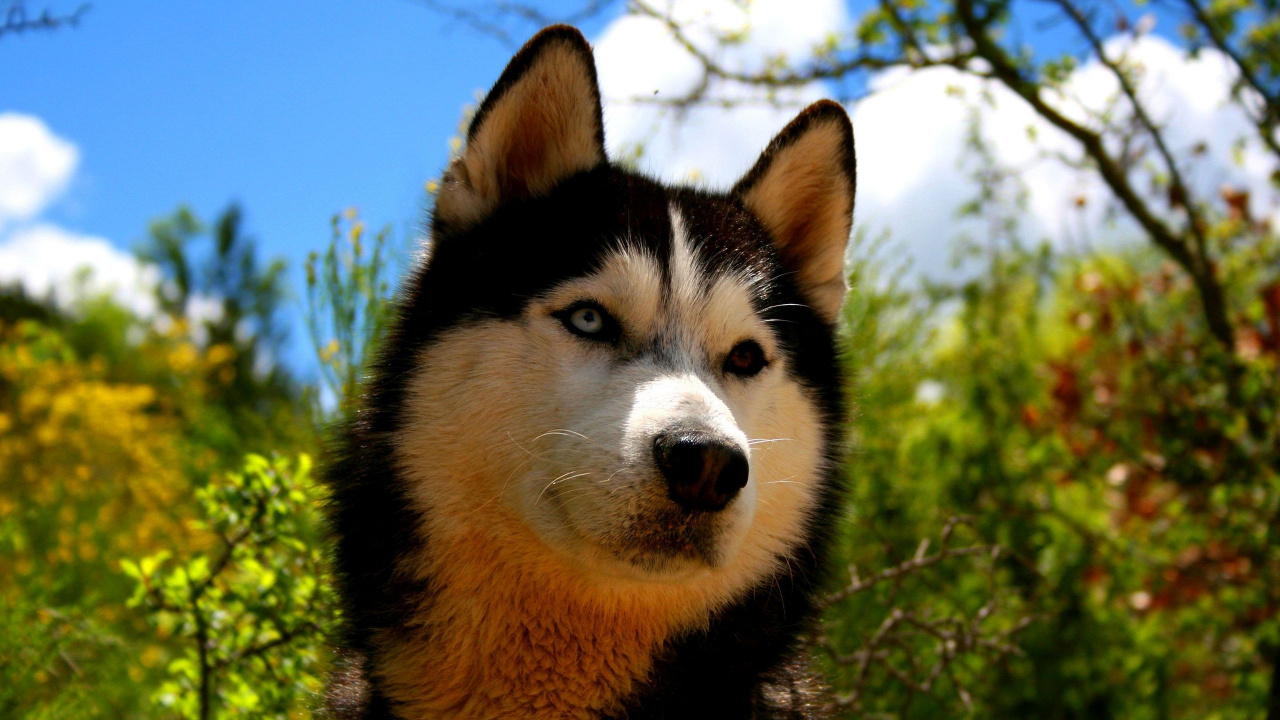 Schwarz-weißer Sibirischer Husky. Wallpaper in 1280x720 Resolution