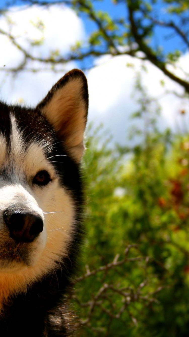 Schwarz-weißer Sibirischer Husky. Wallpaper in 750x1334 Resolution