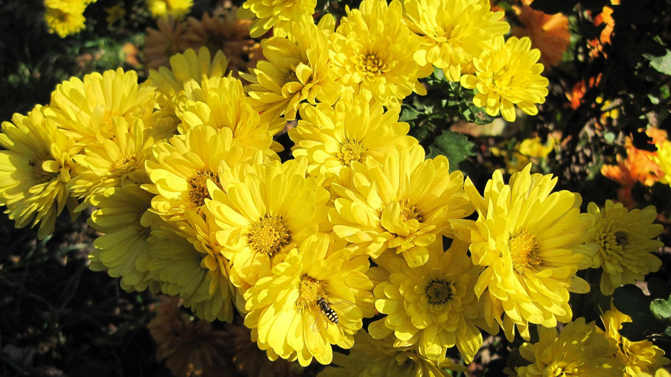 Fleurs Jaunes Aux Feuilles Vertes. Wallpaper in 1366x768 Resolution