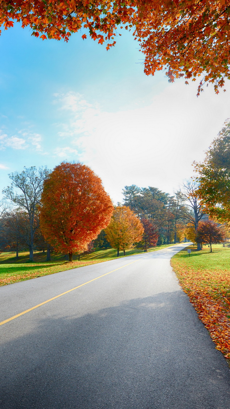性质, 木本植物, 早上, 阳光, 草 壁纸 750x1334 允许