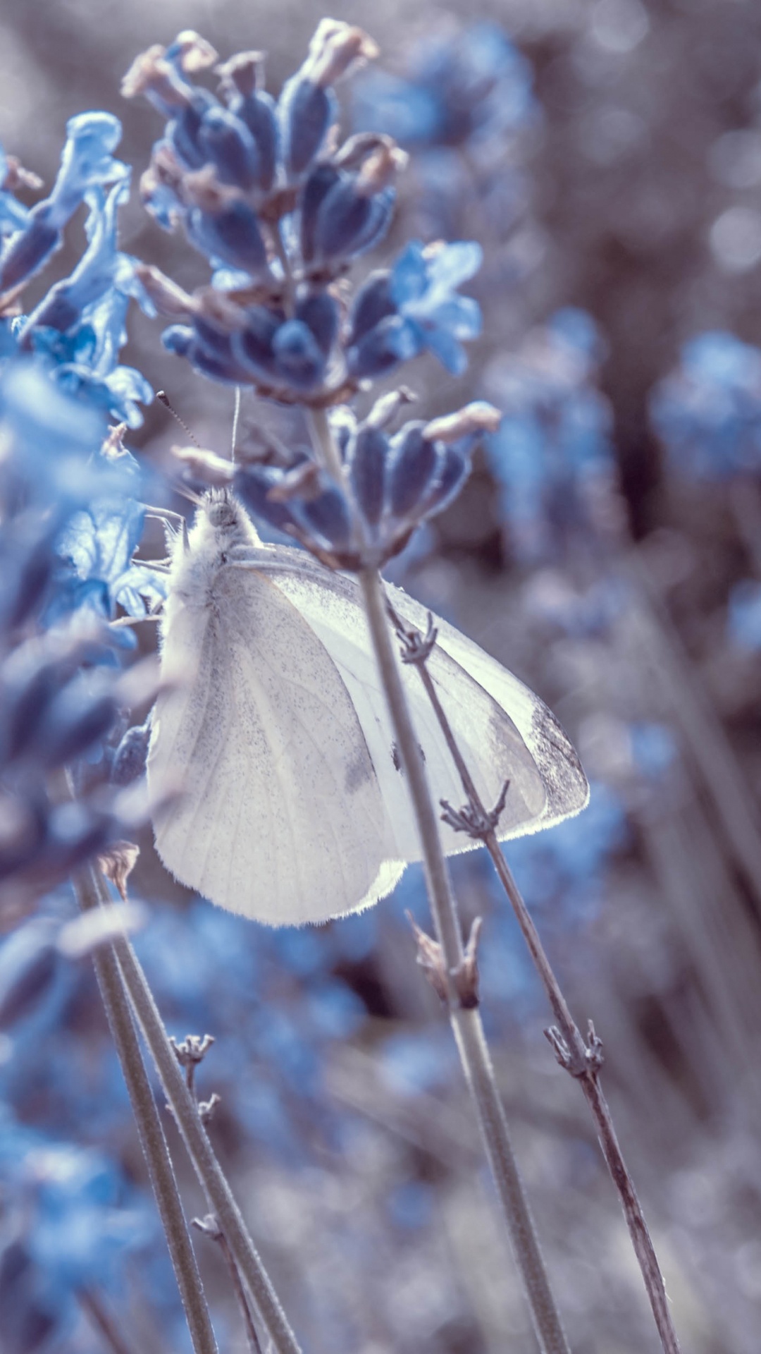 Blue Flowers With Green Leaves. Wallpaper in 1080x1920 Resolution