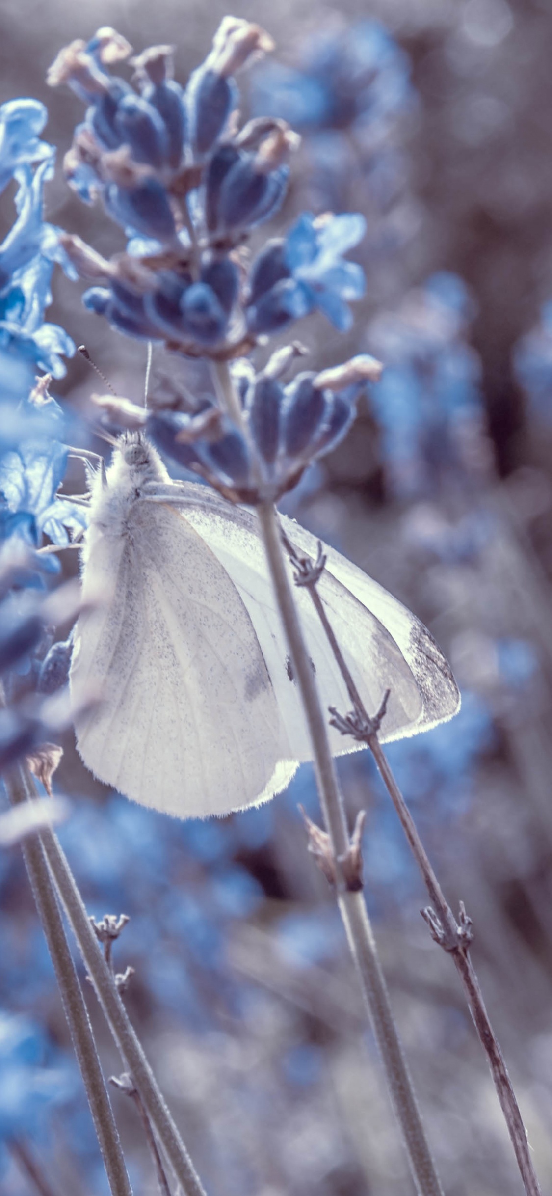 Blue Flowers With Green Leaves. Wallpaper in 1125x2436 Resolution