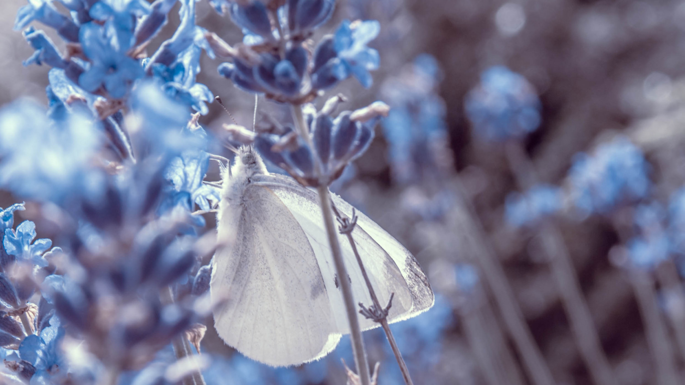 Fleurs Bleues Avec Des Feuilles Vertes. Wallpaper in 1366x768 Resolution